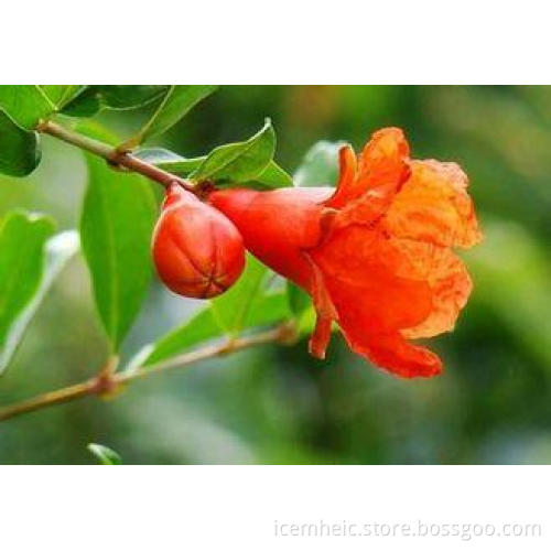 92% Ellagic Acid Chinese Herbal Extract Cas 476-66-4 for bl